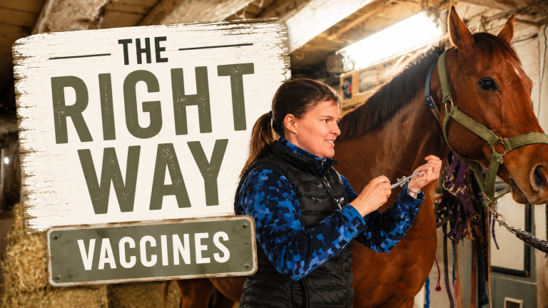 The Reality of Horse Vaccines: Are They Safe?