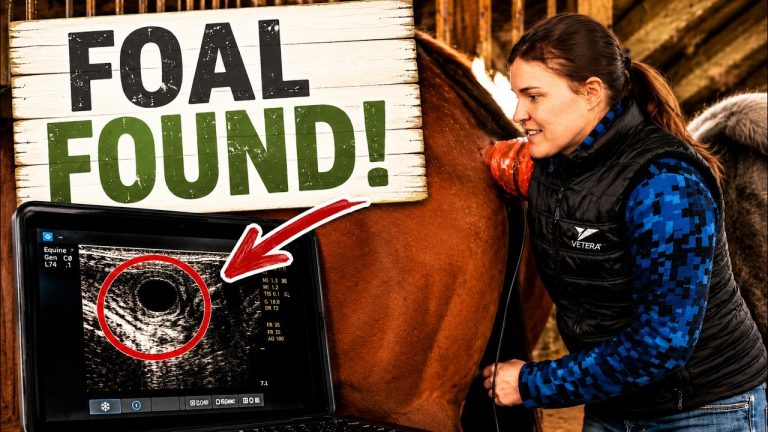 Is She Pregnant? Real-Time Ultrasounding at the Farm