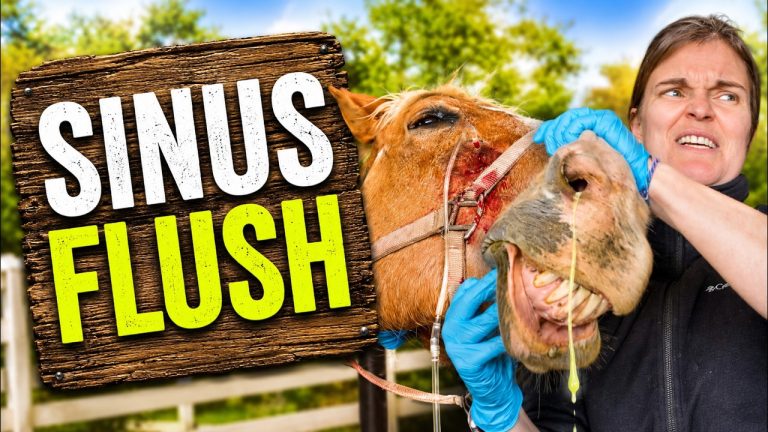 We Put a Needle Through This Horse’s Skull to Flush His Sinus