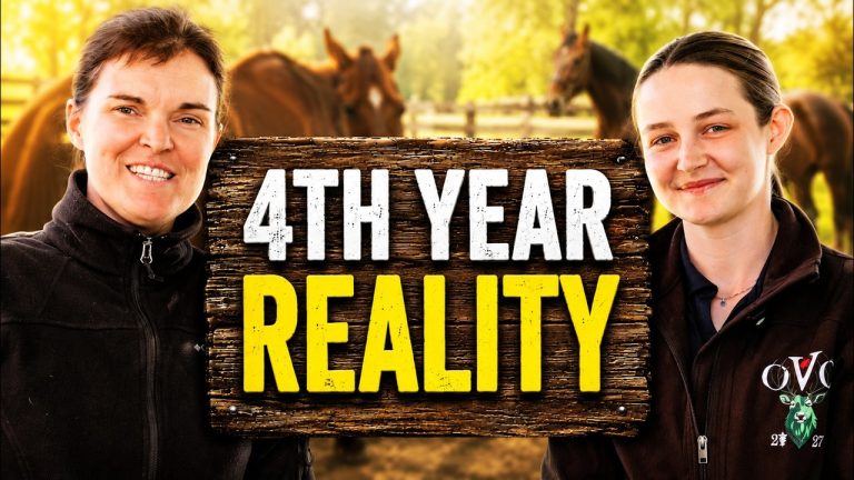What Vet School Actually Taught Me (Spoiler: It’s Not What You’d Expect)