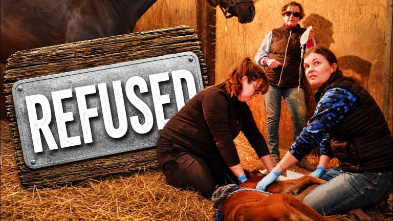 He Wouldn’t Nurse: Treating Dummy Foal Syndrome